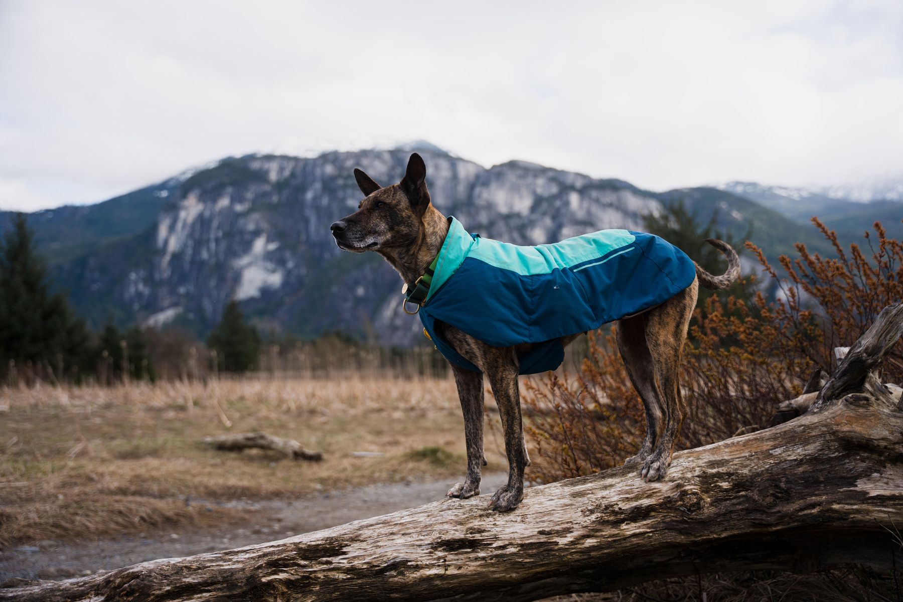 Brindle dog in a jacket standing on a log in front of the Stawamus Chief