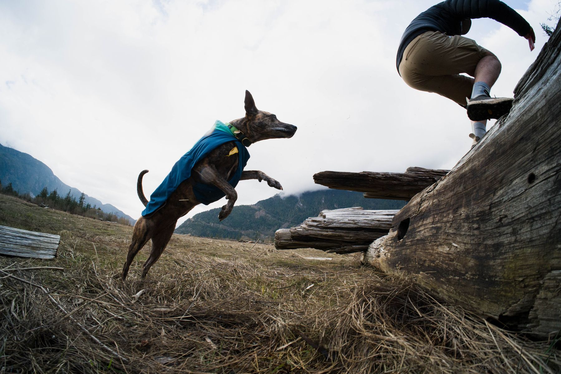 Dog leaping onto a log beside its human