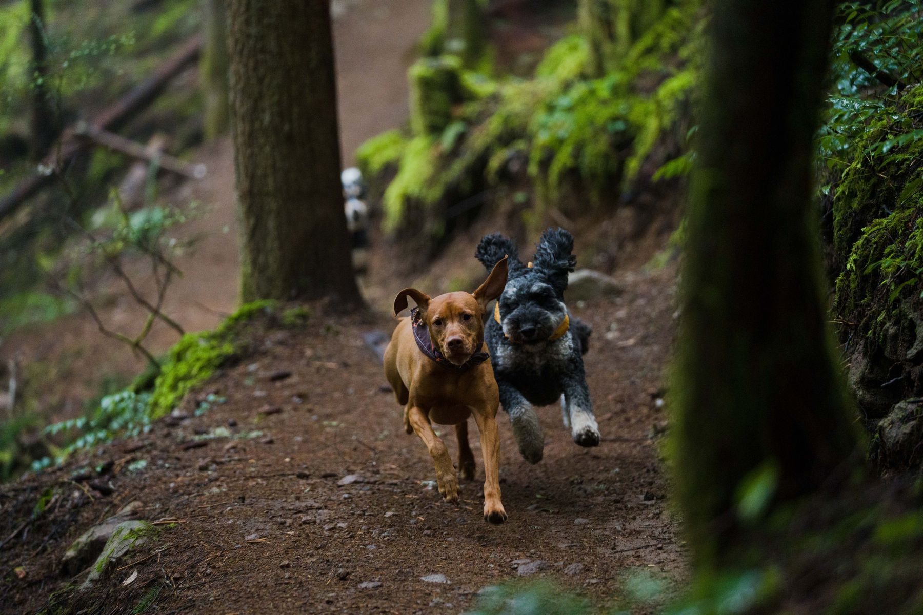 Two dogs charging down a forest trail