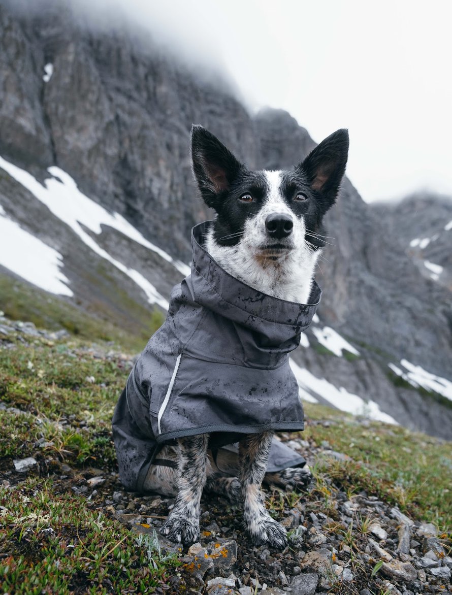Bandit