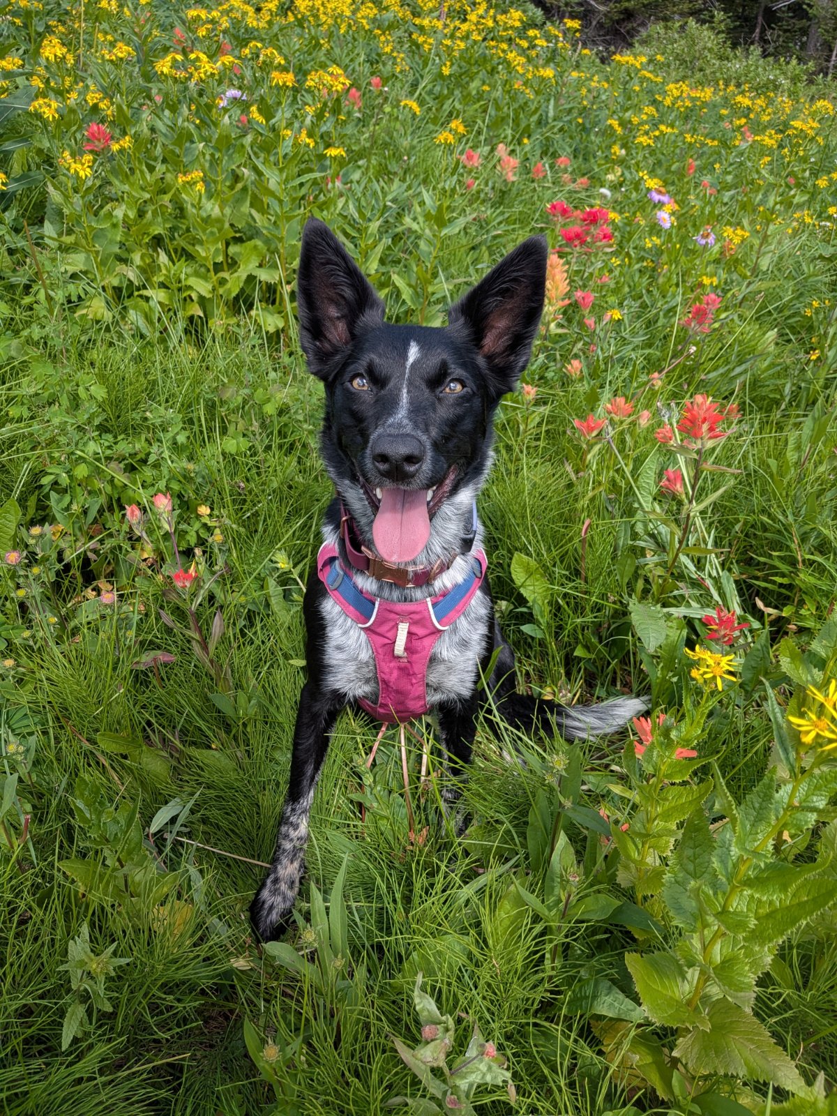 Basil