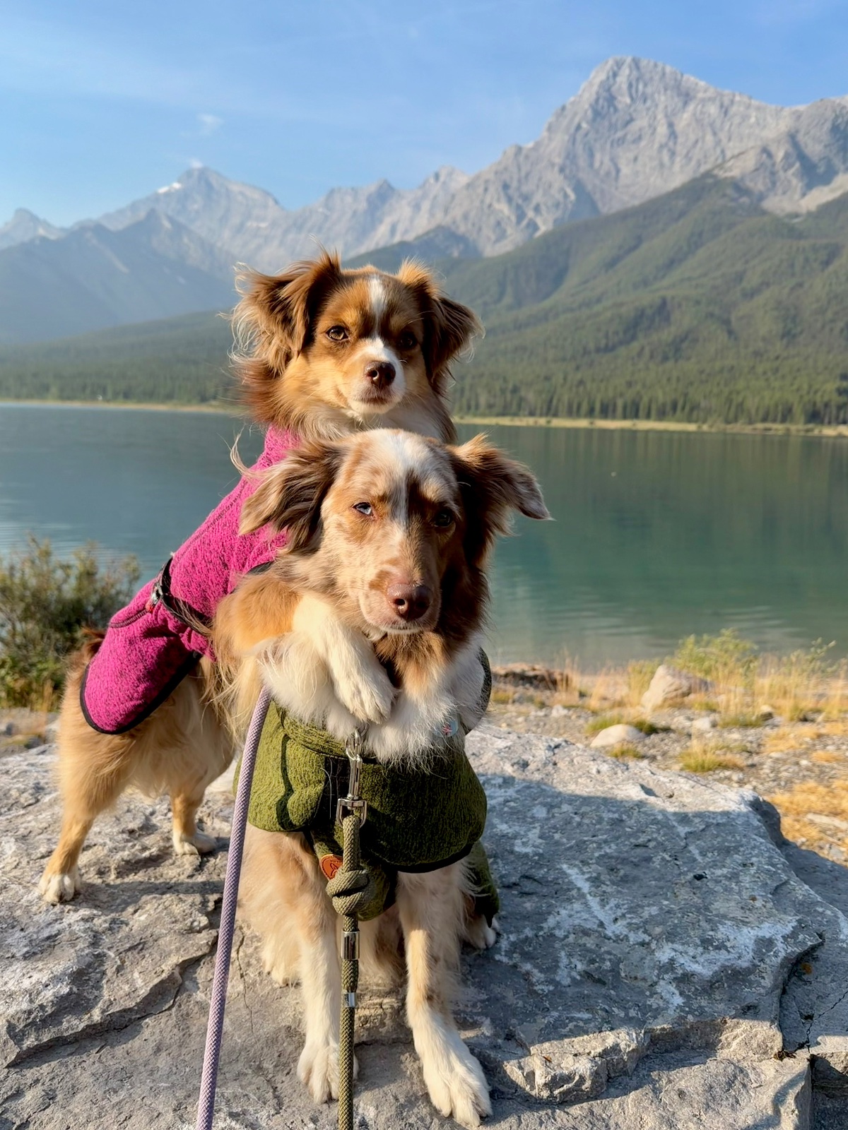 Lily & Tango