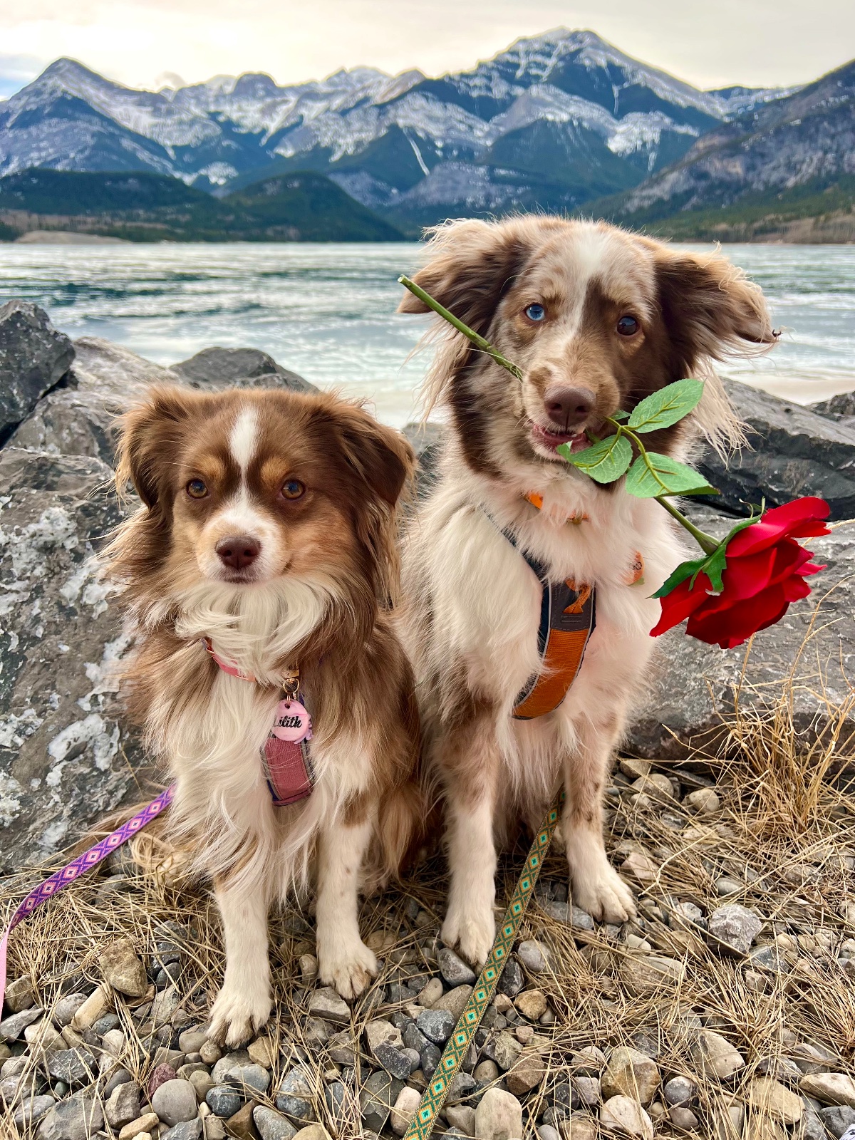 Lily & Tango