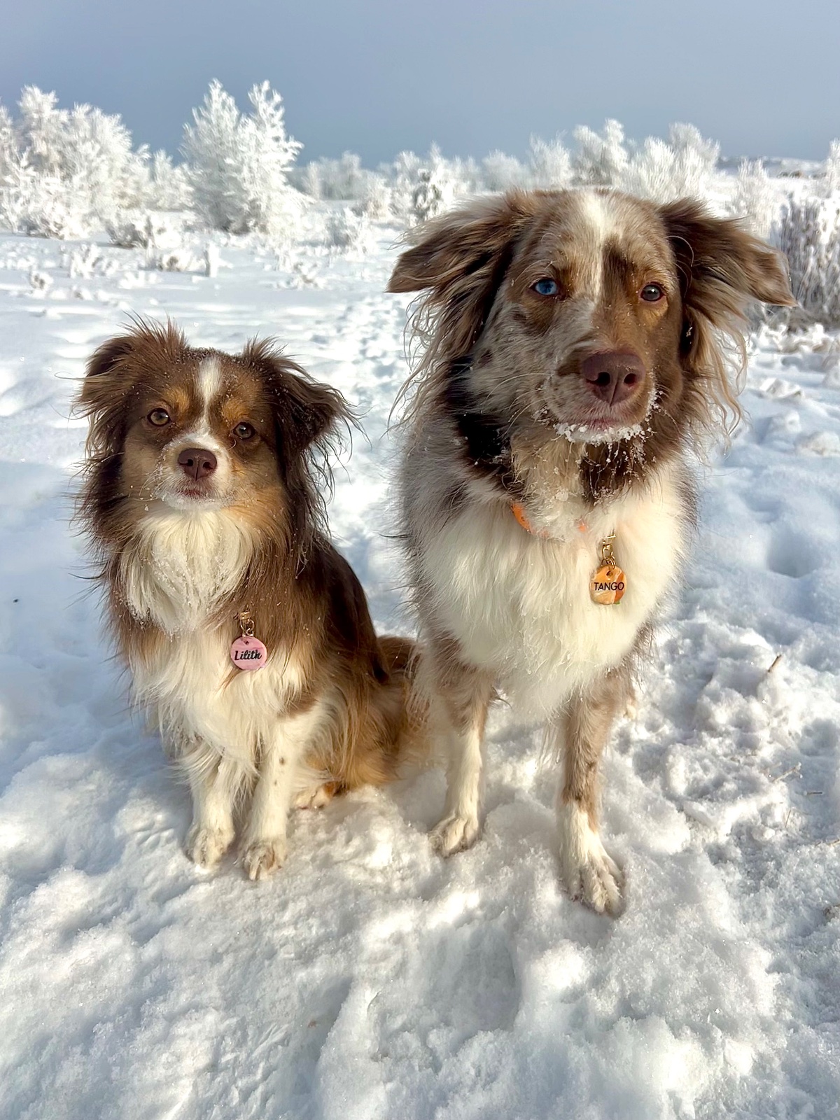 Lily & Tango