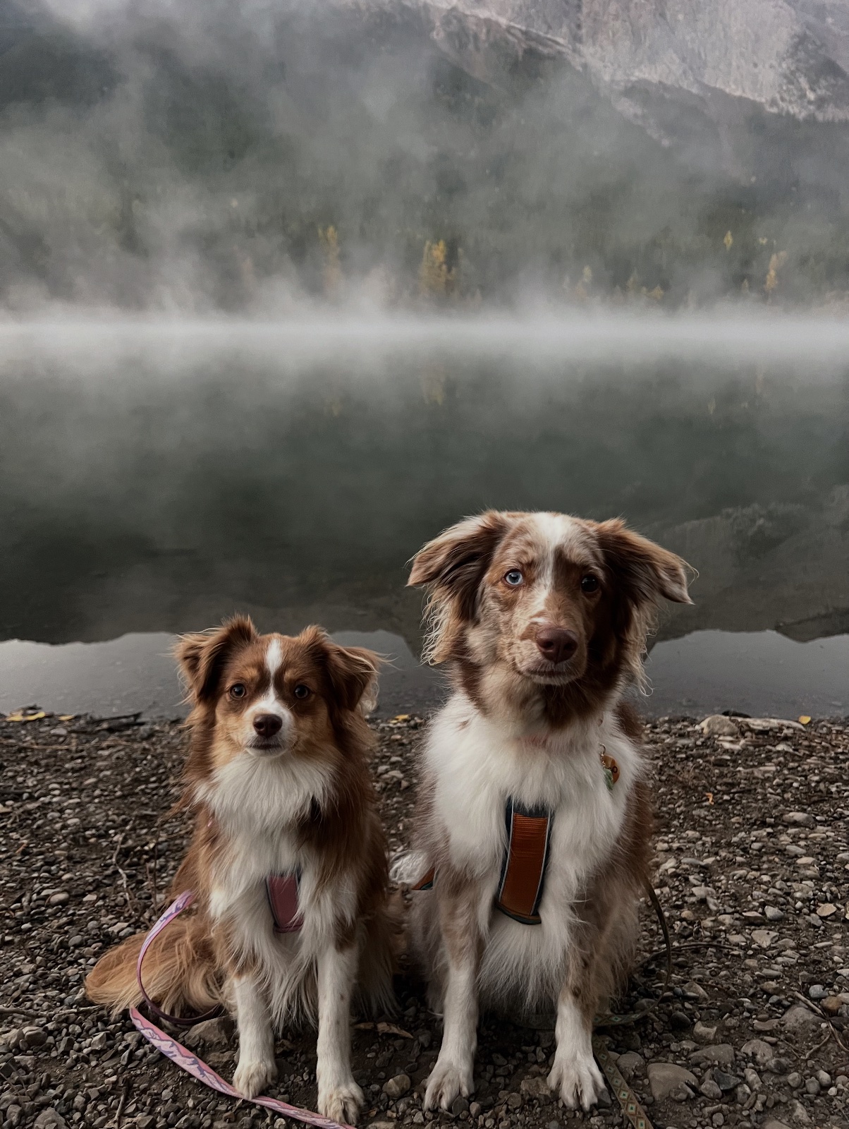 Lily & Tango