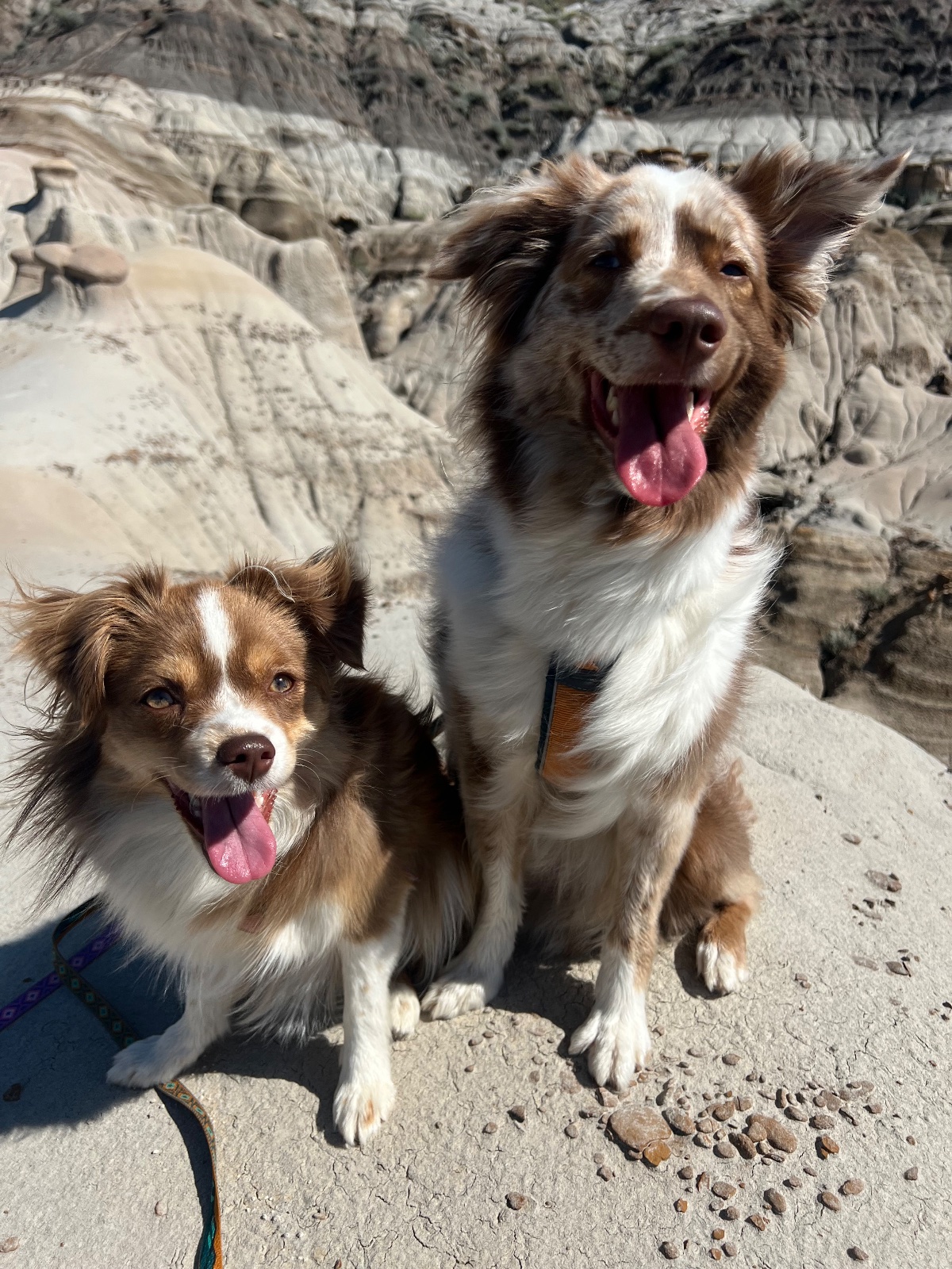 Lily & Tango