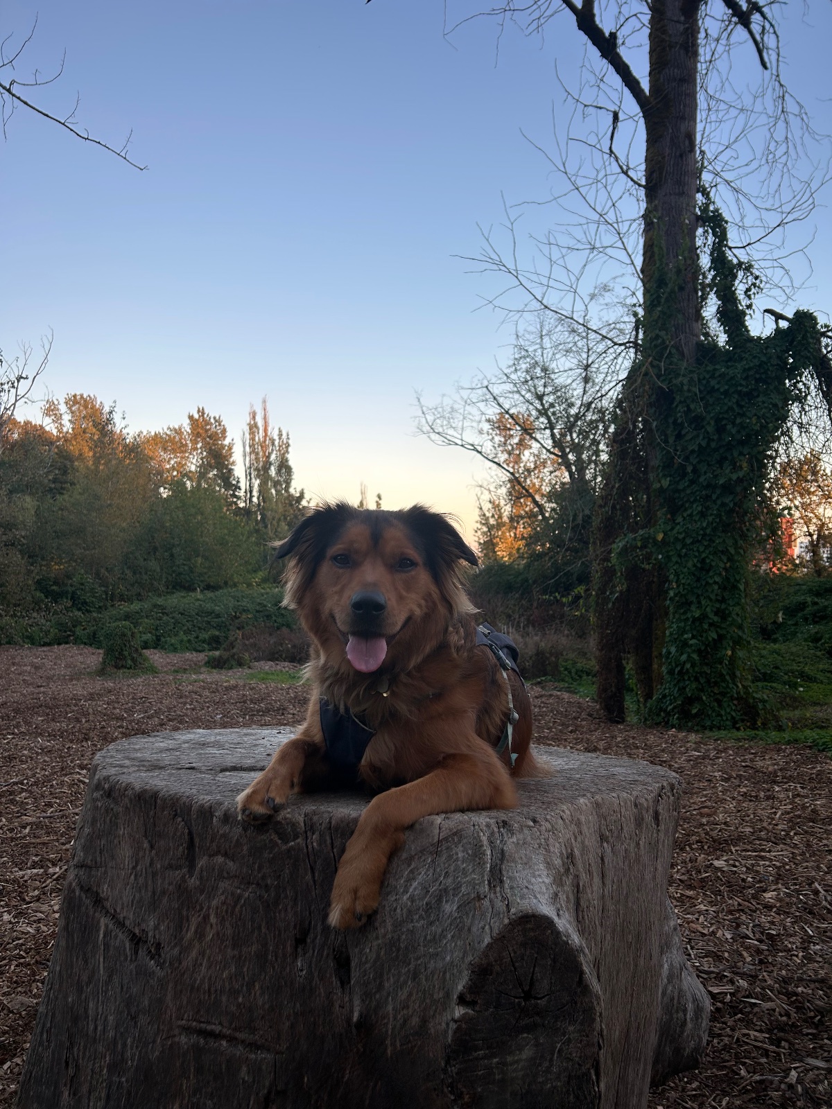 Juniper