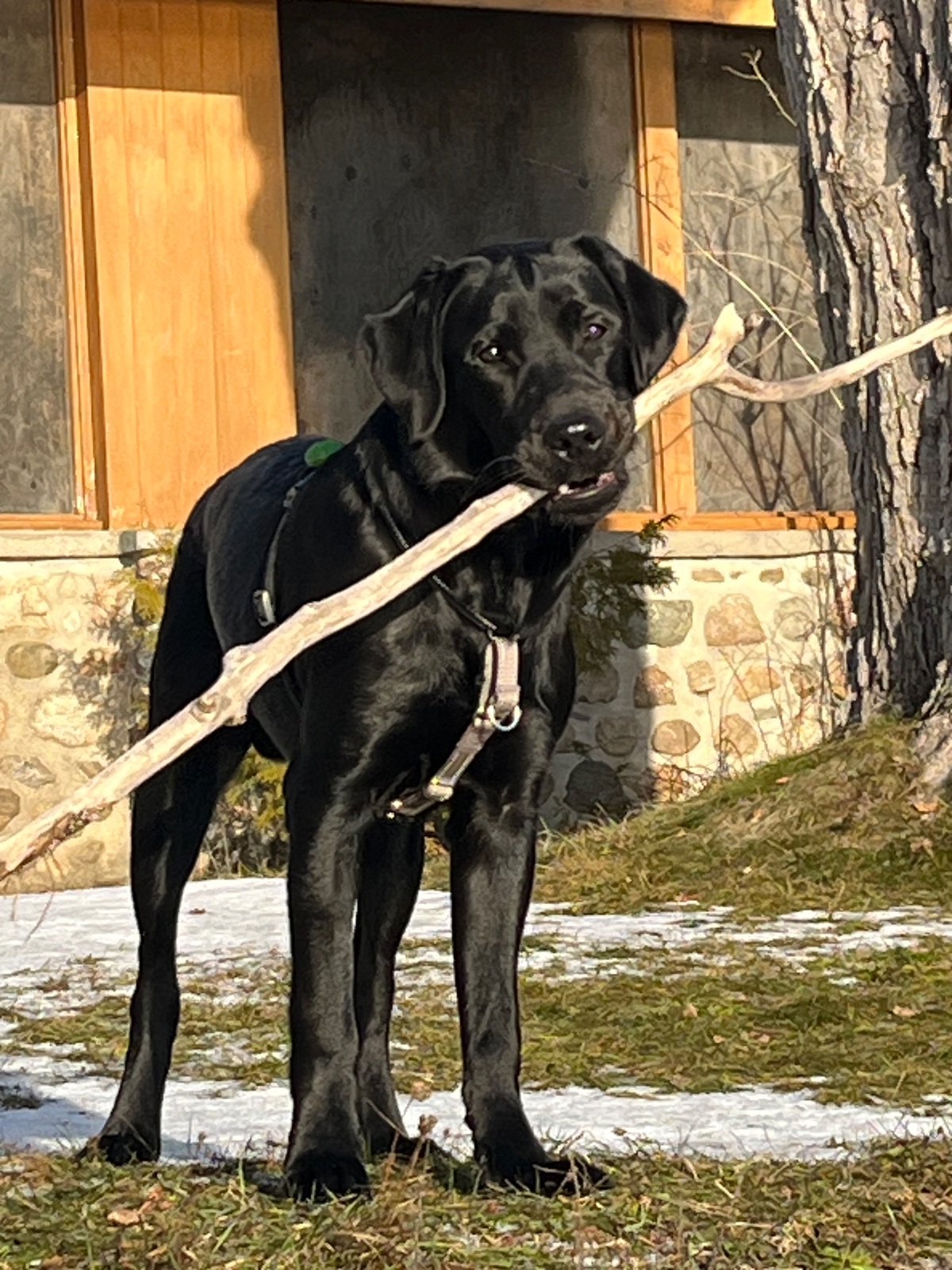 Jet